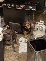 Found/Stray Unknown Dog last seen Granada CT, Greensboro, NC 27407