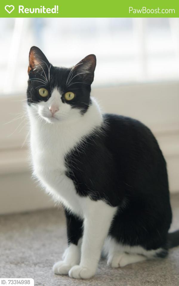 Reunited Female Cat last seen Bell crescent, Metcombe lane, Hartwell close, Greater Manchester, England M11 2DL