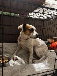 Reunited Female Dog last seen Near Kingfisher Dr. Fayetteville,NC, Fayetteville, NC 28306