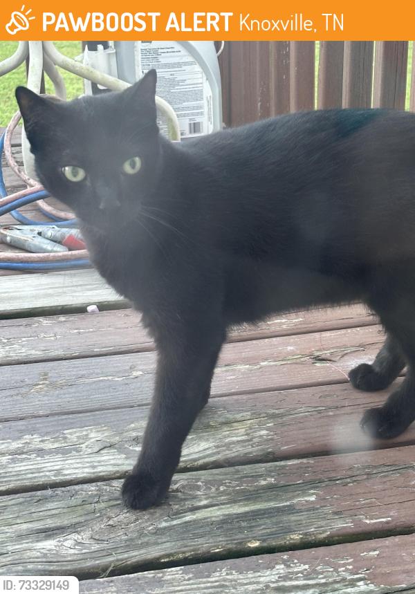 Found/Stray Male Cat last seen Southfork Drive, Knoxville, TN 37921