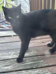 Found/Stray Male Cat last seen Southfork Drive, Knoxville, TN 37921