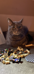 Lost Female Cat last seen hse, West Lawn, PA 19609