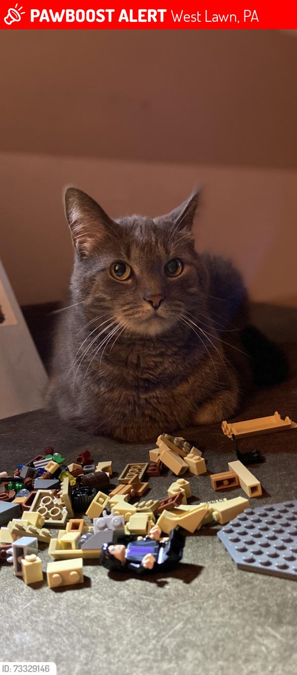 Lost Female Cat last seen hse, West Lawn, PA 19609