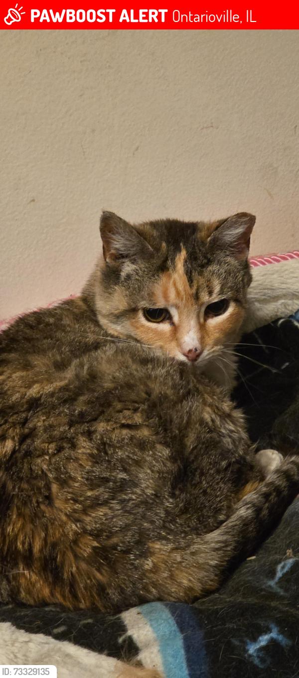 Lost Female Cat last seen East Harbor terrace, Bartlett, Ontarioville, IL 60103