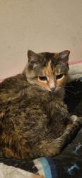 Lost Female Cat last seen East Harbor terrace, Bartlett, Ontarioville, IL 60103