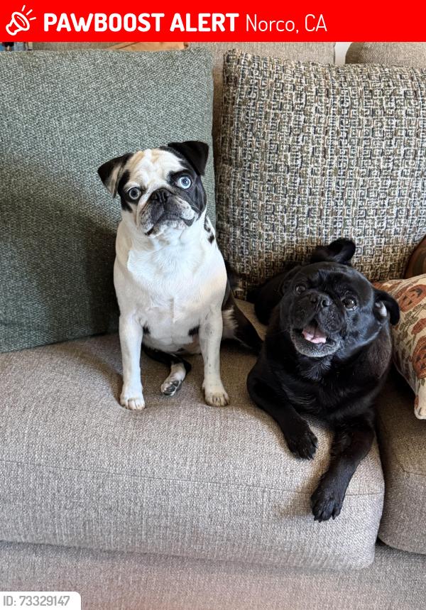Lost Male Dog last seen Sierra and fourth Norco, Norco, CA 92860