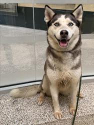 Shelter Stray Female Dog last seen , 3201 Lacy St, Los Angeles, CA 90031, USA