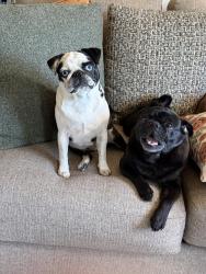 Lost Male Dog last seen Sierra and fourth Norco, Norco, CA 92860