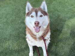 Shelter Stray Female Dog last seen , 3201 Lacy St, Los Angeles, CA 90031, USA