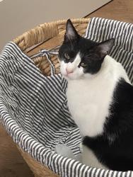 Lost Male Cat last seen Radford, Los Angeles, CA 91607