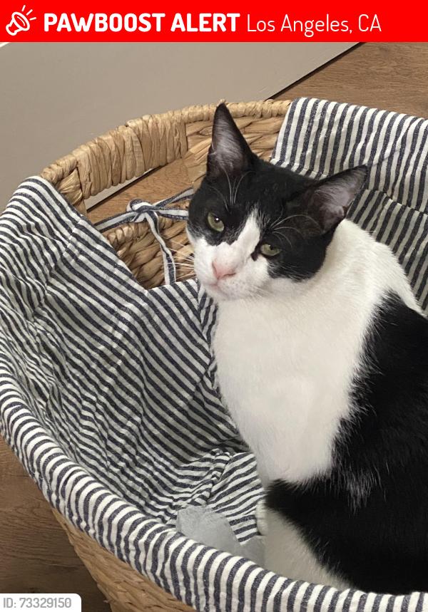 Lost Male Cat last seen Radford, Los Angeles, CA 91607