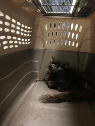 Shelter Stray Male Cat last seen Near BLOCK W MEADOWGATE DR, 4522 W 3500 S, West Valley City, UT 84120, USA
