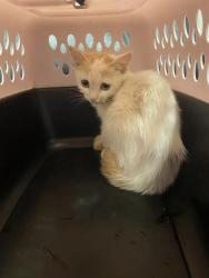 Shelter Stray Male Cat last seen Near BLOCK W RUSHTON LN, TAYLORSVILLE UT 84129, 4522 W 3500 S, West Valley City, UT 84120, USA