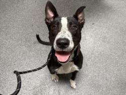 Shelter Stray Male Dog last seen , 3201 Lacy St, Los Angeles, CA 90031, USA