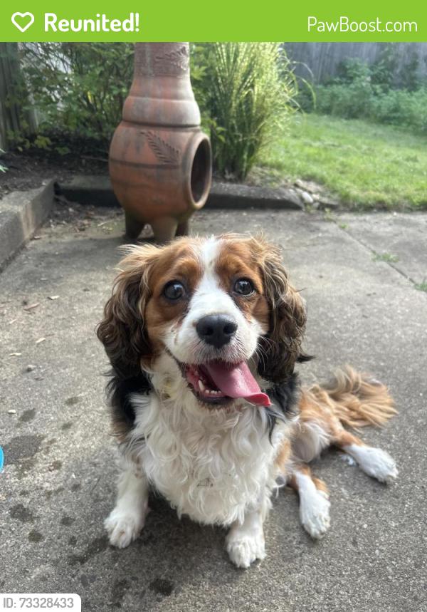 Reunited Unknown Dog last seen Universal Academy of Pittsburgh, Swissvale, PA 15218