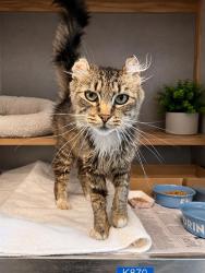 Shelter Stray Female Cat last seen Near BLK KALLIN AVE, LB 90808, 7700 E Spring St, Long Beach, CA 90815, USA