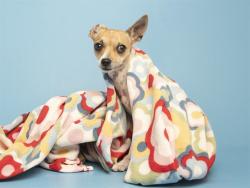 Shelter Stray Female Dog last seen FOLLEY MEMORIAL PARK, 5501 E Van Buren St, Phoenix, AZ 85008, USA