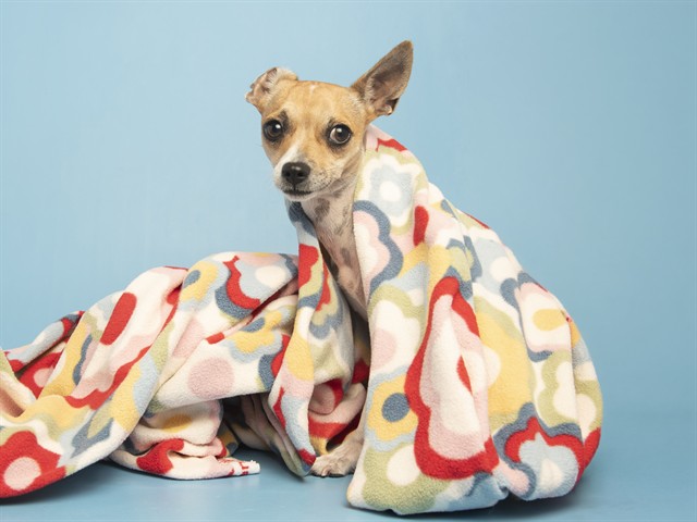 Shelter Stray Female Dog last seen FOLLEY MEMORIAL PARK, 5501 E Van Buren St, Phoenix, AZ 85008, USA