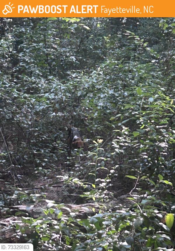 Found/Stray Female Dog last seen In woods behind glenburney cndmniums, Fayetteville, NC 28303