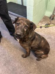 Shelter Stray Female Dog last seen IRIS AVE & ALBATROSS WAY, 2127 Front St, Sacramento, CA 95818, USA
