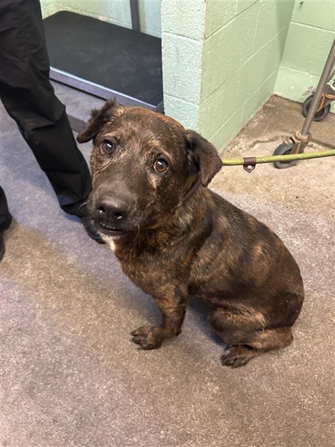 Shelter Stray Female Dog last seen IRIS AVE & ALBATROSS WAY, 2127 Front St, Sacramento, CA 95818, USA