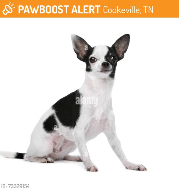 Found/Stray Unknown Dog last seen Virginia St in the field, Cookeville, TN 38506