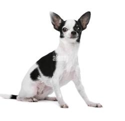 Found/Stray Unknown Dog last seen Virginia St in the field, Cookeville, TN 38506