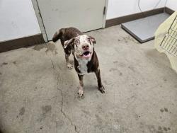 Shelter Stray Male Dog last seen , 4000 N Silverbell Rd, Tucson, AZ 85745, USA