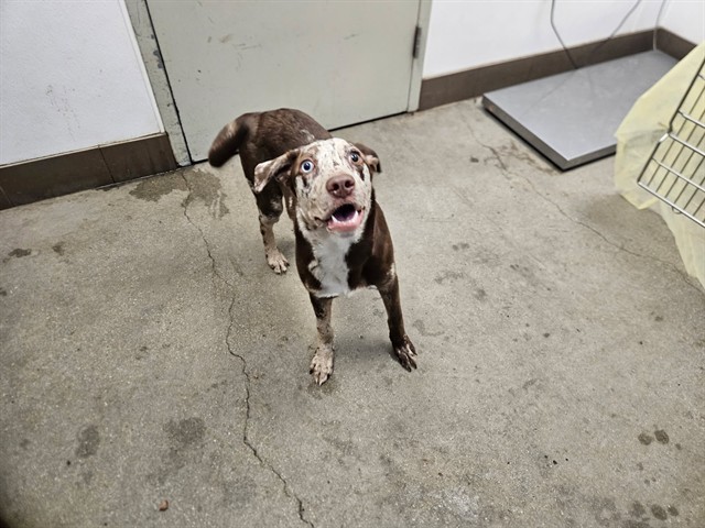 Shelter Stray Male Dog last seen , 4000 N Silverbell Rd, Tucson, AZ 85745, USA