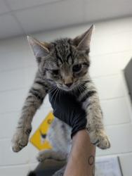 Shelter Stray Male Cat last seen , 4000 N Silverbell Rd, Tucson, AZ 85745, USA