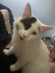 Lost Male Cat last seen santiam loop, Aumsville, OR 97325