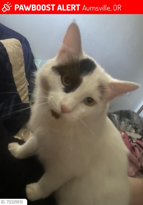 Lost Male Cat last seen santiam loop, Aumsville, OR 97325