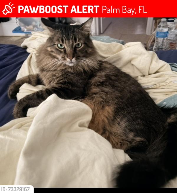 Lost Male Cat last seen Emerson Rd/Glencove Ave, Palm Bay, FL 32907