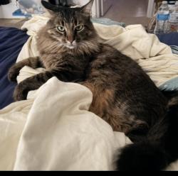 Lost Male Cat last seen Emerson Rd/Glencove Ave, Palm Bay, FL 32907