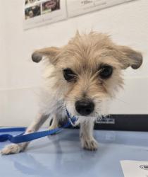 Shelter Stray Male Dog last seen RAY RD AND MCQUEEN RD, 1920 S Lewis, Mesa, AZ 85210, USA