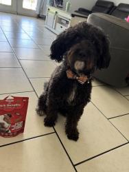 Reunited Male Dog last seen 57th and barbara, Glendale, AZ 85302