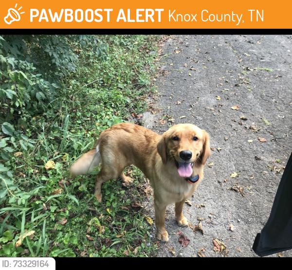 Found/Stray Female Dog last seen Old maryville pike, Knox County, TN 37920