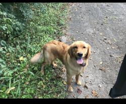 Found/Stray Female Dog last seen Old maryville pike, Knox County, TN 37920