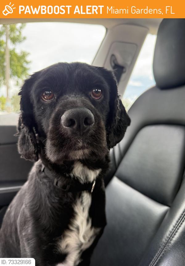 Found/Stray Unknown Dog last seen Joe Robbie stadium, Miami Gardens, FL 33056