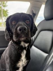 Found/Stray Unknown Dog last seen Joe Robbie stadium, Miami Gardens, FL 33056