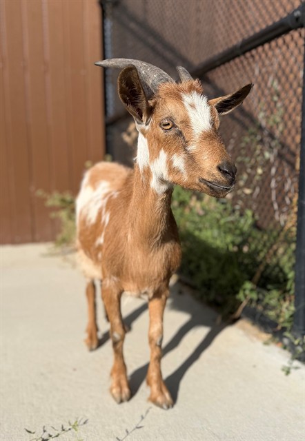 Shelter Stray Unknown Livestock last seen 81ST AND BRIGHTON, 12155 Park Blvd, Brighton, CO 80601, USA