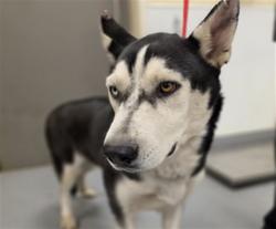 Shelter Stray Female Dog last seen Near BLOCK LAKE ST, HEMET CA 92544, 581 S Grand Ave, San Jacinto, CA 92582, USA
