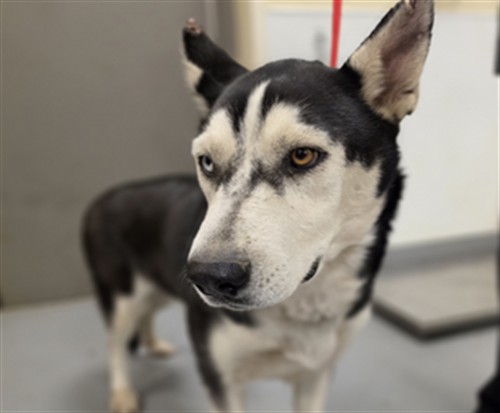 Shelter Stray Female Dog last seen Near BLOCK LAKE ST, HEMET CA 92544, 581 S Grand Ave, San Jacinto, CA 92582, USA