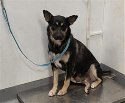 Shelter Stray Female Dog last seen Near BLOCK LAKE ST, HEMET CA 92544, 581 S Grand Ave, San Jacinto, CA 92582, USA