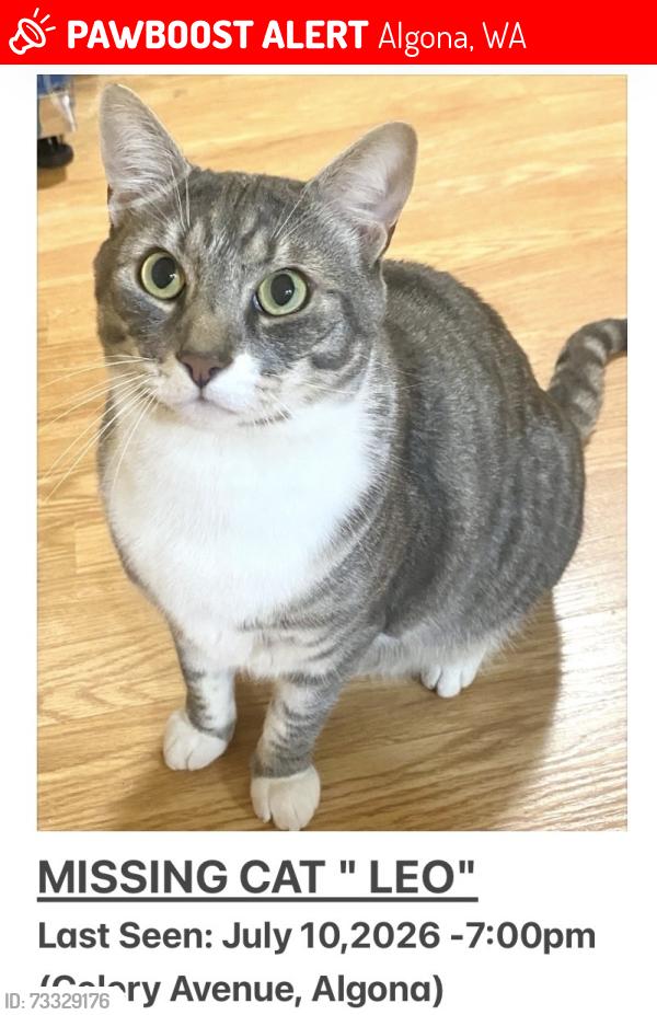 Lost Male Cat last seen Celery Avenue algona, Algona, WA 98047