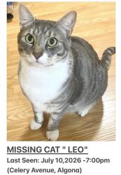 Lost Male Cat last seen Celery Avenue algona, Algona, WA 98047