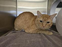 Shelter Stray Female Cat last seen GARNET WAY, 11232 B Ave, Auburn, CA 95603, USA