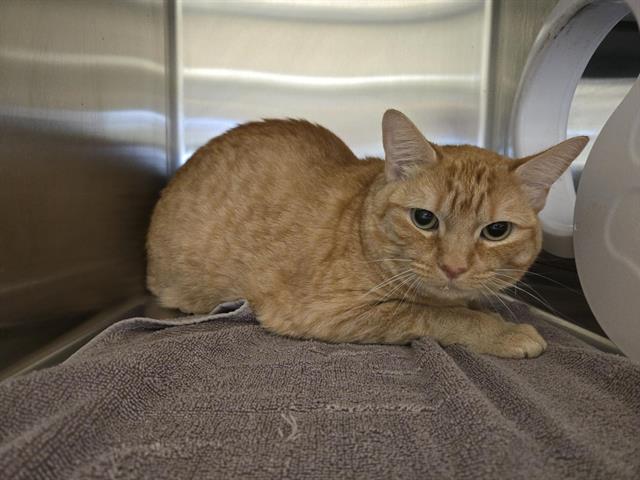 Shelter Stray Female Cat last seen GARNET WAY, 11232 B Ave, Auburn, CA 95603, USA