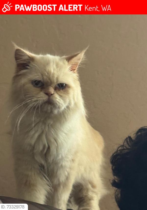 Lost Male Cat last seen Near SE 211th St. Kent WA, Kent, WA 98031