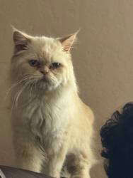 Lost Male Cat last seen Near SE 211th St. Kent WA, Kent, WA 98031